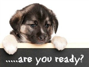 ESSENTIAL GUIDE ON GETTING A NEW PUPPY/DOG