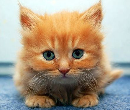 ESSENTIAL GUIDE ON GETTING A NEW KITTEN/CAT