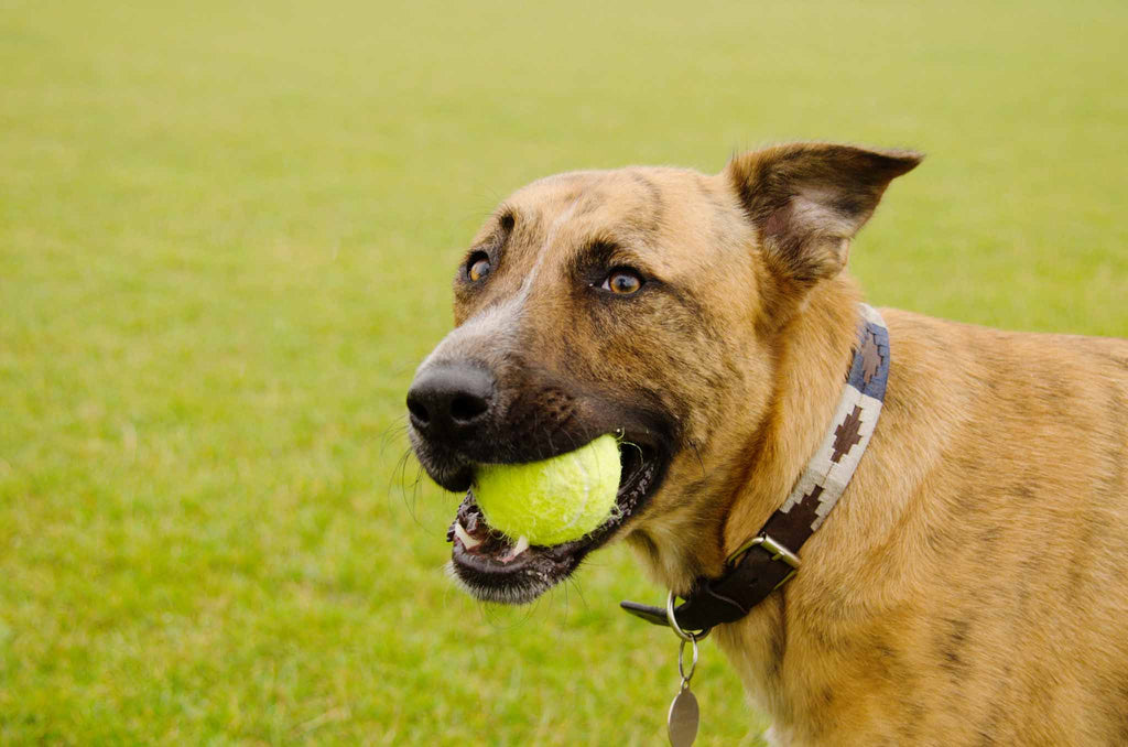 What to do with your dog whilst you are at work?