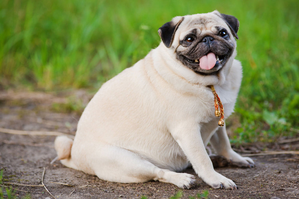 Obesity in pets on the rise…